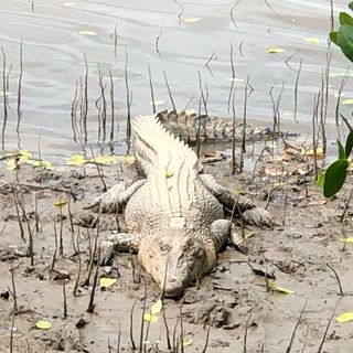Delilah the Crocodile 🐊💚's profile picture, influencer in brunei