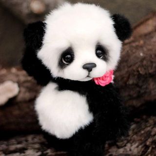 NanaOsomba 🐼's profile picture, influencer in democratic-republic-of-the-congo