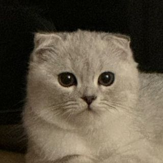 Sane's profile picture, influencer in myanmar